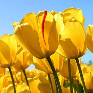 Meet your Posher, Tracey